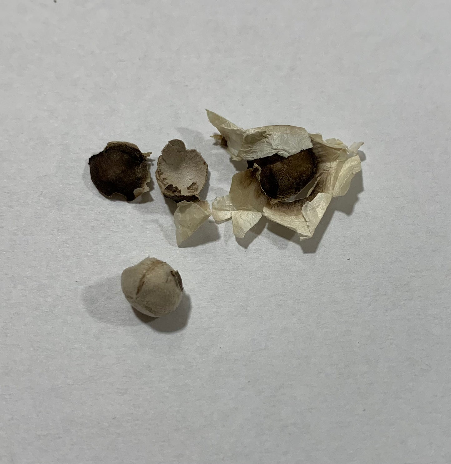 Moringa seed, mature, whole, cracked, showing inner seed that can be eaten as a nutritional supplement