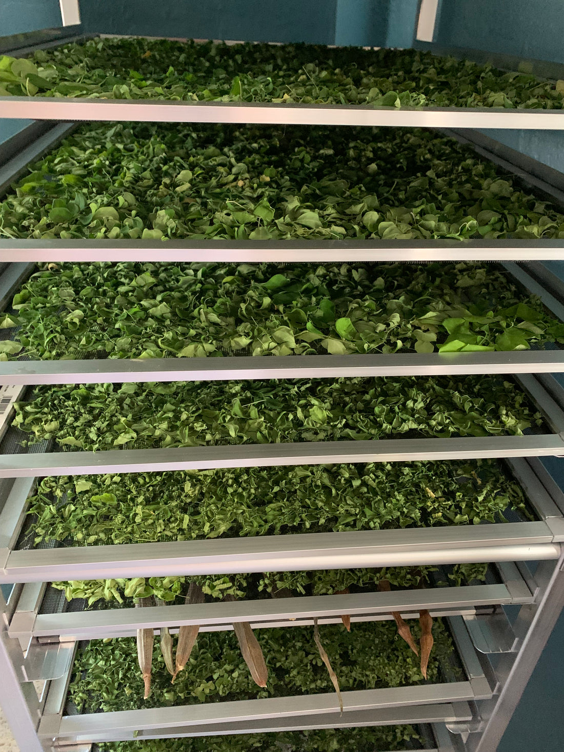 Busy Harvesting Moringa