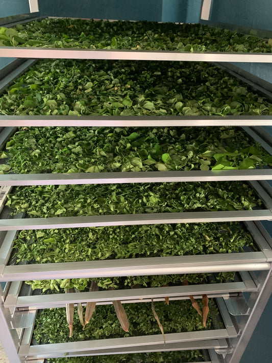 Busy Harvesting Moringa