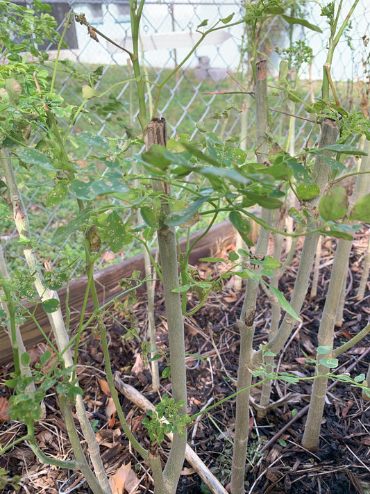 Bare-rooted Moringa Oleifera trees 9-12 months old